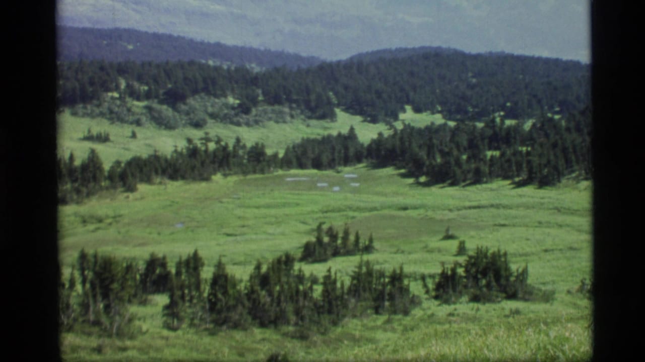 Green valley meadow bordered by evergreen trees and distant rounded mountains.