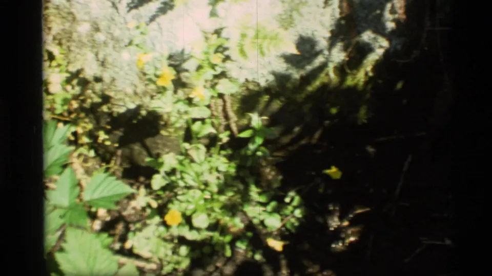 Close 8mm home-movie view of moss, leafy plants, and small yellow wildflowers on a rocky Alaskan ground surface.