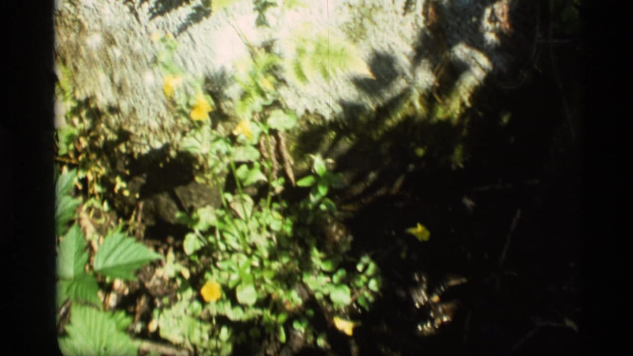 Yellow wildflowers and green foliage growing against mossy textured rock in bright sunlight.