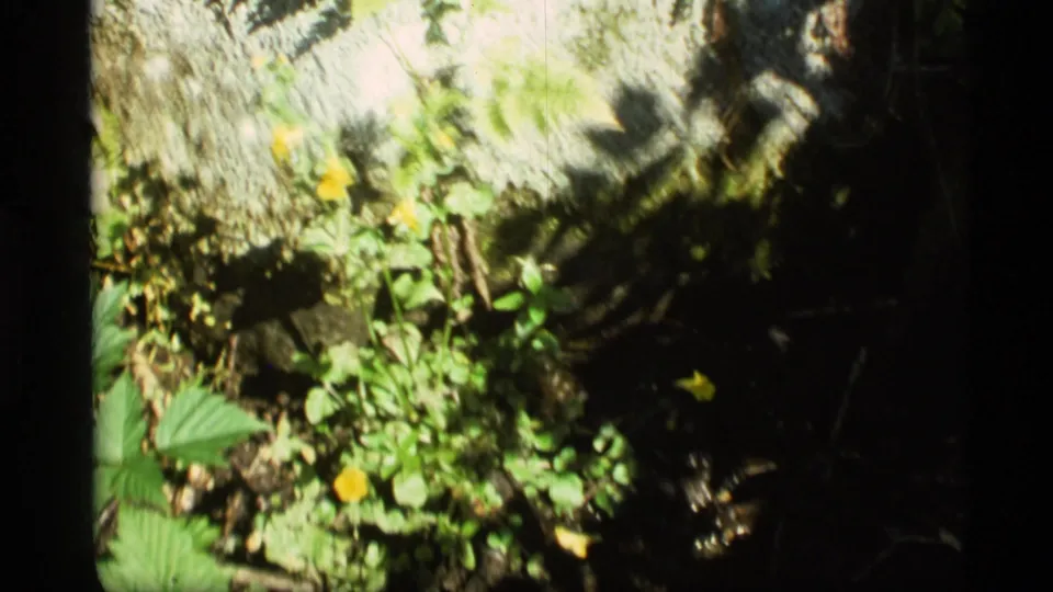 1977 Alaska 8mm frame showing yellow wildflowers among green leaves, moss, and textured rock with strong shadow.