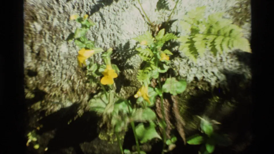 1977 Alaska home-movie frame with yellow flowers and green foliage clustered beside mossy rock in dappled light.