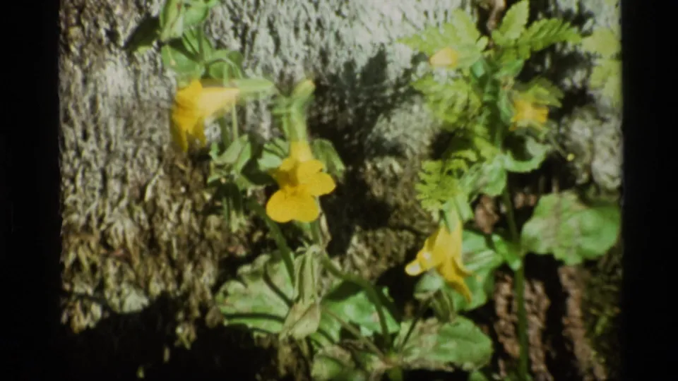 1977 Alaska 8mm still showing yellow blossoms, broad green leaves, moss, and shaded rock in a handheld close-up.