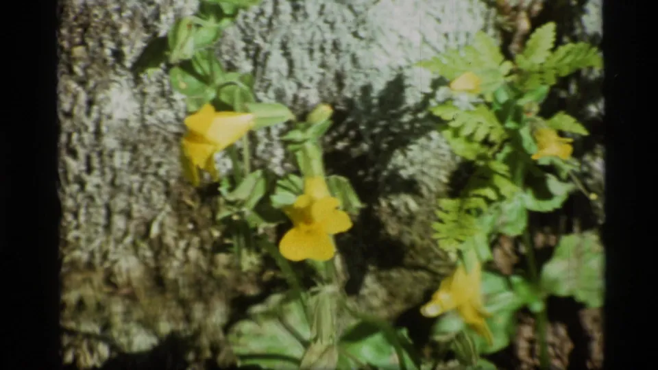 1977 Alaska home-movie frame with yellow wildflowers, fern-like leaves, moss, and dark foliage shadows.