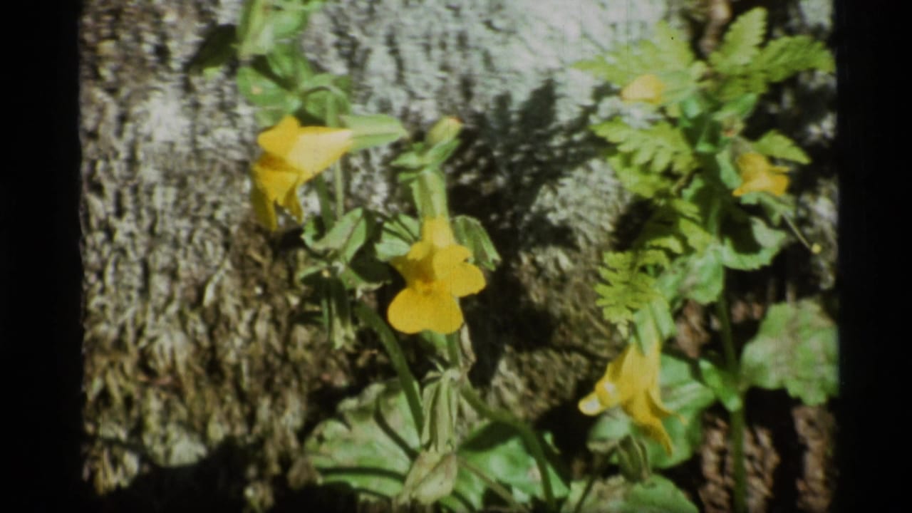 Close 8mm frame of yellow wildflowers and green leaves against tree bark, from the 1977 Alaska home-movie clip.