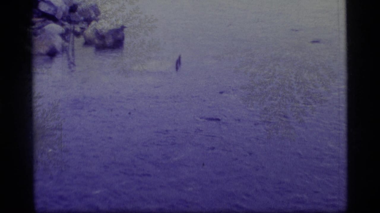 Purple-tinted floodwater with a small dark form and heavy film-edge shadow.
