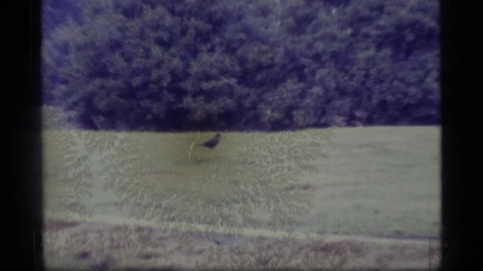 The duck appears against a broad grassy area with dense trees behind, recorded in soft purple-tinted 8mm color.