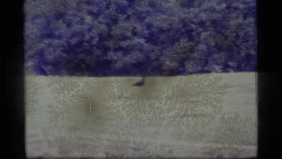A small bird, possibly the peacock noted in metadata, stands on a pale grassy bank before dense Alaskan trees in 1977 8mm footage.