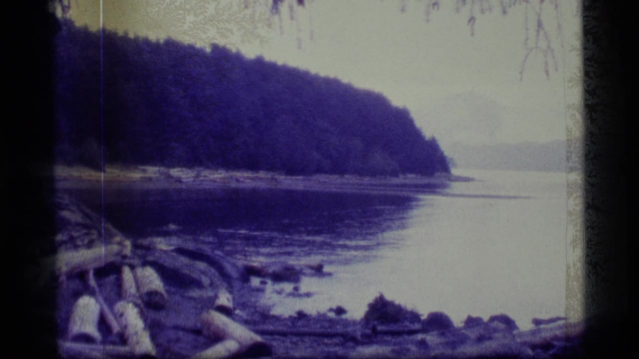 Forested shoreline with calm water and driftwood in the foreground.