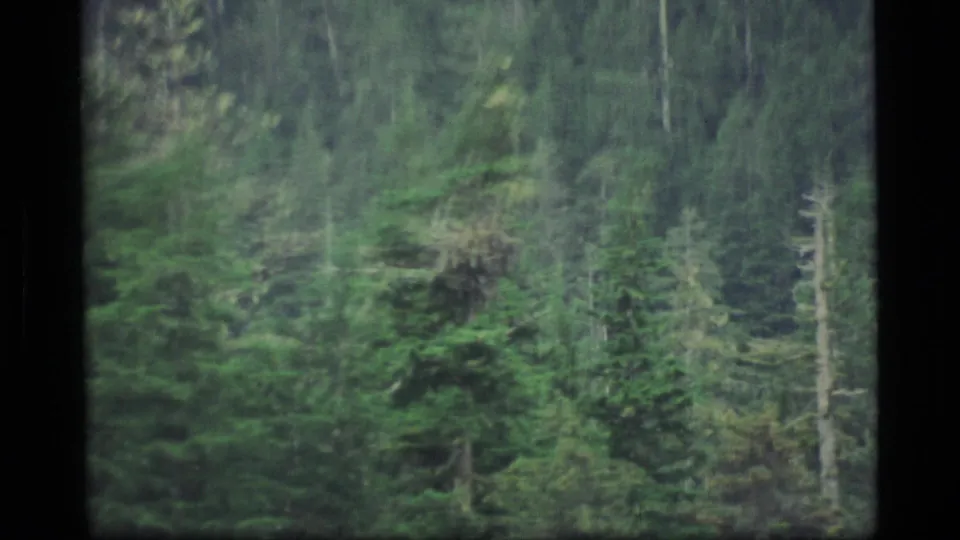 Alaska 8mm travel footage shifts to a dense evergreen forest, filmed from a moving vantage point with visible motion blur.