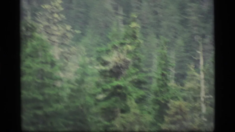 A moving 8mm view of Alaska forest shows layered evergreen trees and trunks softened by motion and film grain.