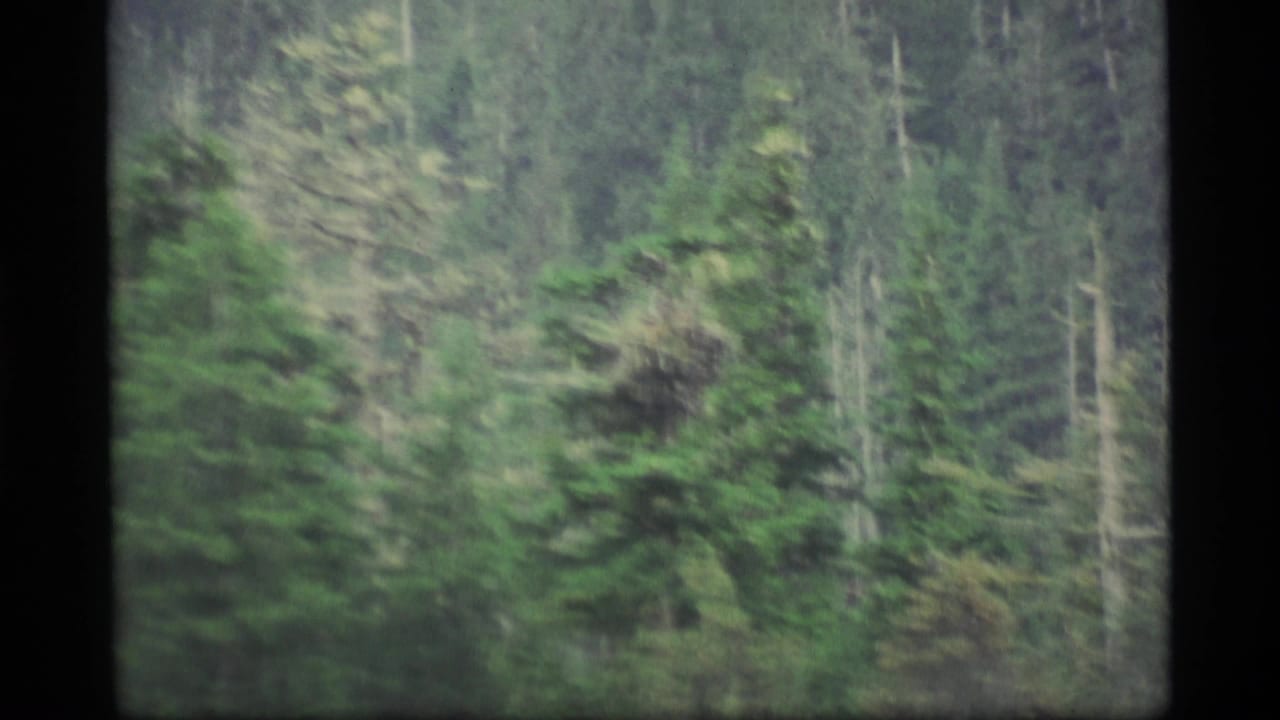 1977 Alaska 8mm frame showing dense evergreen woods, pale trunks, and soft haze with no people or signs visible.