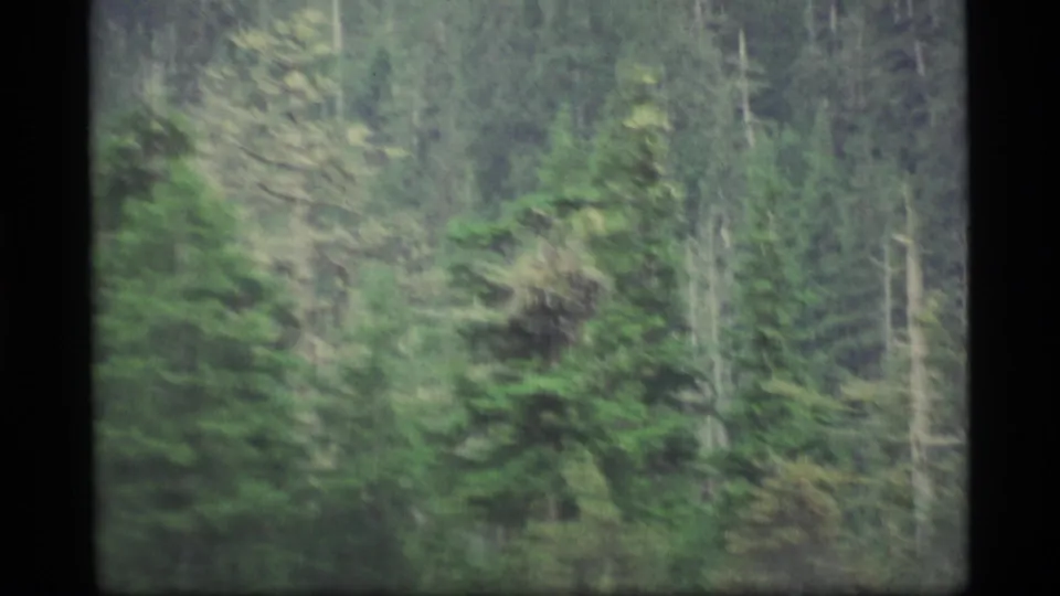 1977 Alaska 8mm frame showing dense evergreen woods, pale trunks, and soft haze with no people or signs visible.