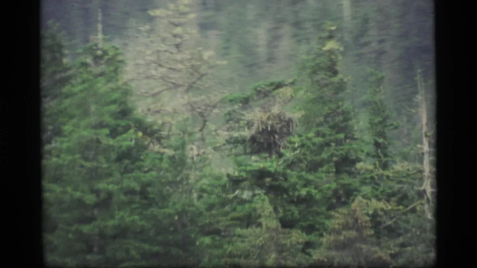1977 Alaska 8mm view of evergreen forest and leafless branches with a muted, mist-softened background.