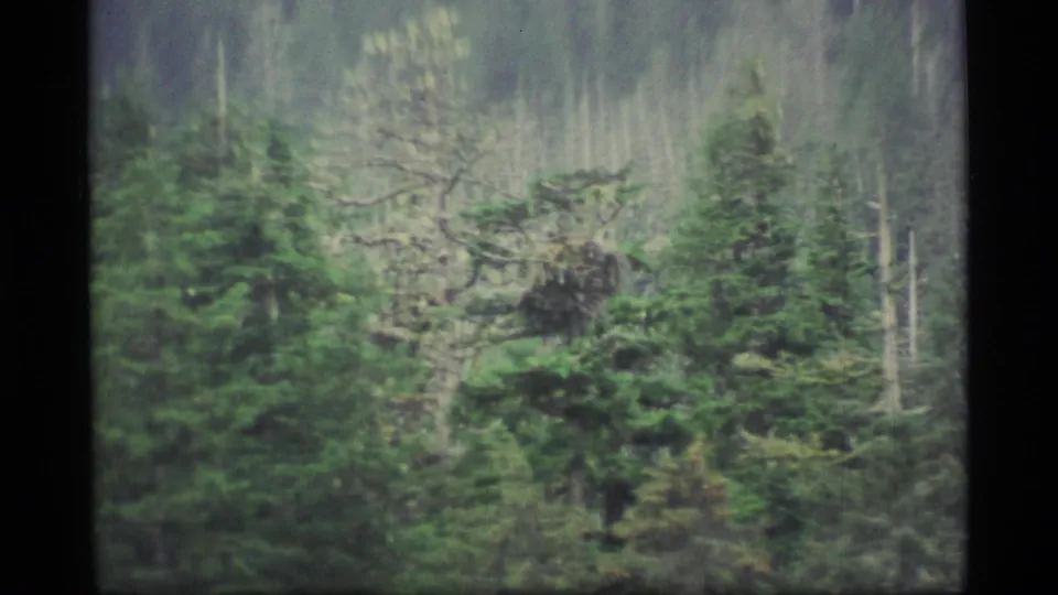 1977 Alaska 8mm frame showing conifers, pale trunks, and bare branches in a soft, motion-blurred forest view.