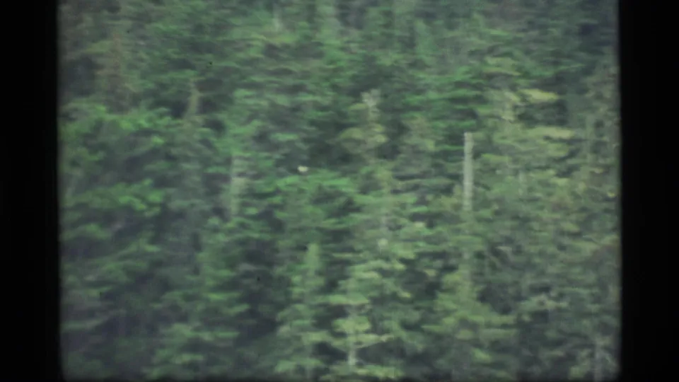 1977 8mm home-movie view of dense Alaskan evergreen forest with soft focus, grain, and dark film borders.