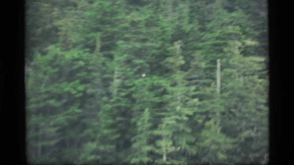 1977 Alaska forest footage showing layered evergreen trees, muted green tones, and a small pale mark among the branches.