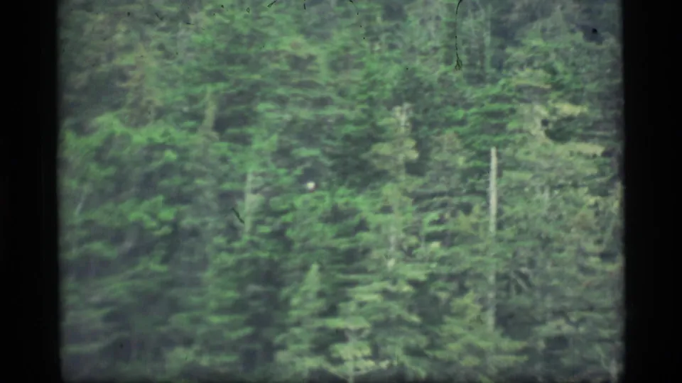 1977 8mm Alaskan forest frame with tall evergreens, a pale vertical trunk, grain, and slight motion softness.