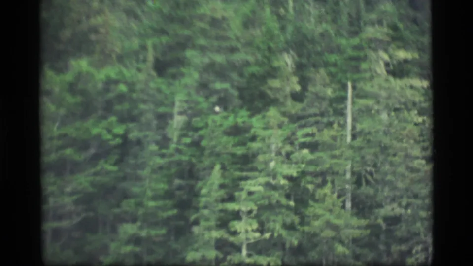 1977 Alaska home-movie frame of dense evergreen woods, with a small pale bird or animal-like spot partly obscured by foliage.
