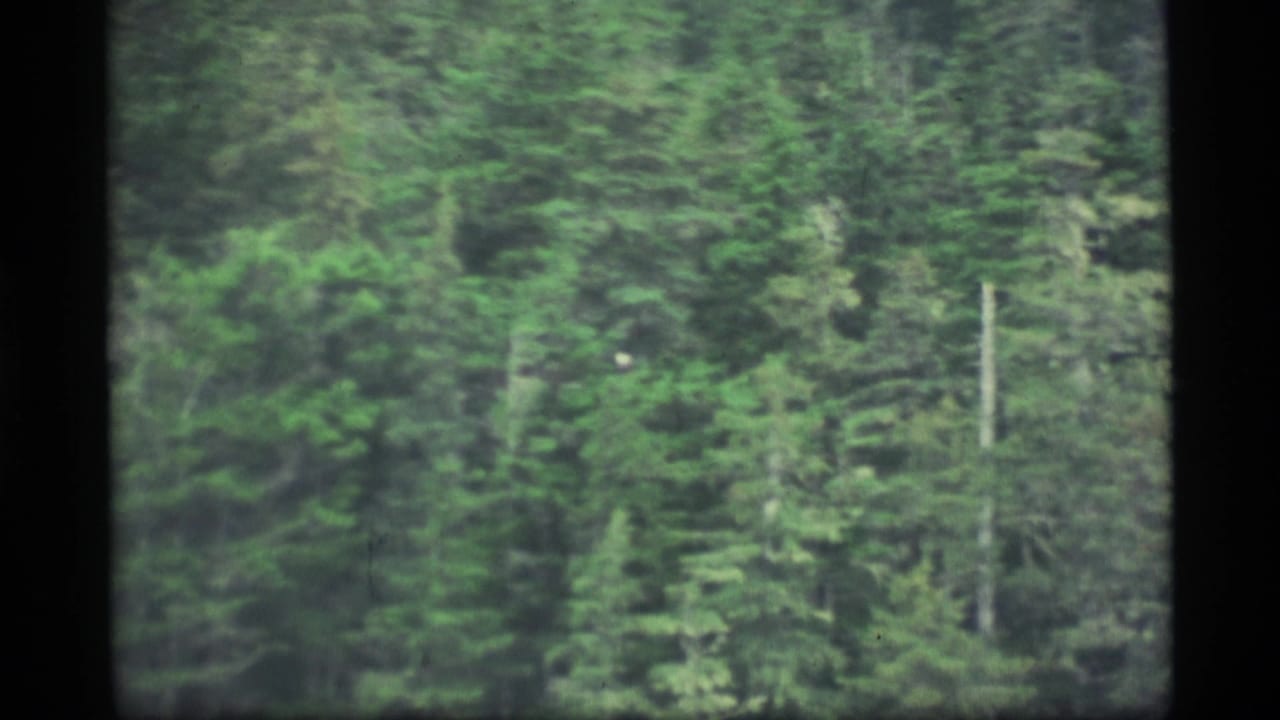Blurred evergreen treetops fill the frame from a moving boat or window view.