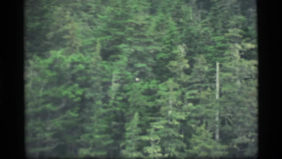 Soft 1977 Alaska 8mm view of dense evergreen forest passing close to the camera, likely seen from the boat.