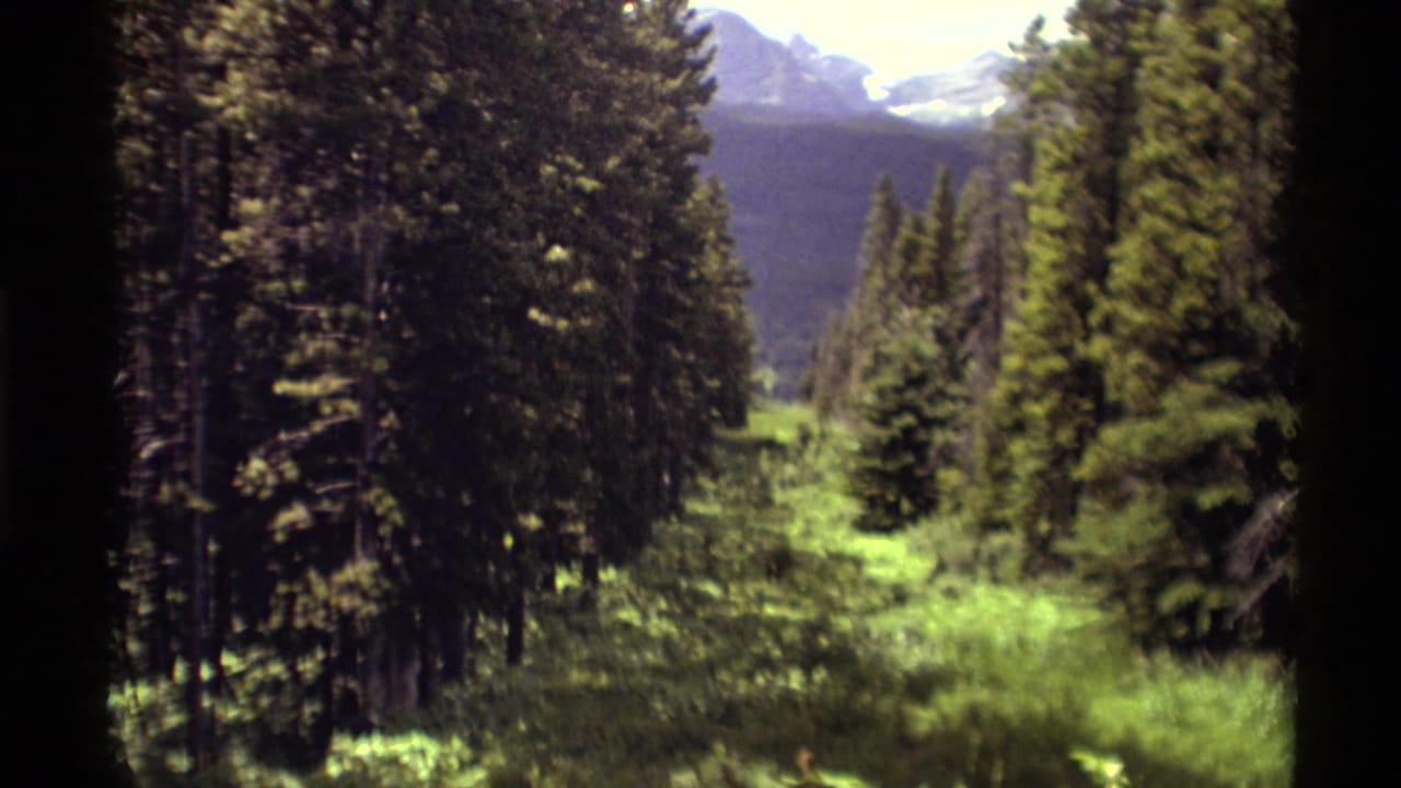 Forest valley view with dense evergreens, bright grass, and mountains beyond.