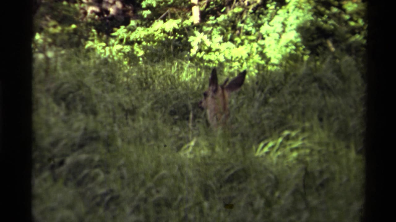 Young deer partly hidden in tall grass beneath green woodland foliage.