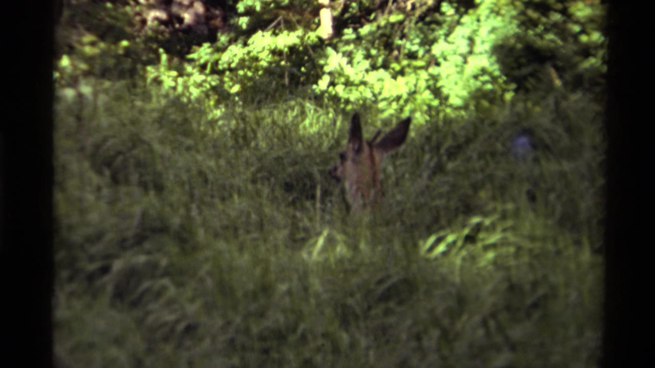 Deer with alert ears visible through grass in a dim forest clearing.