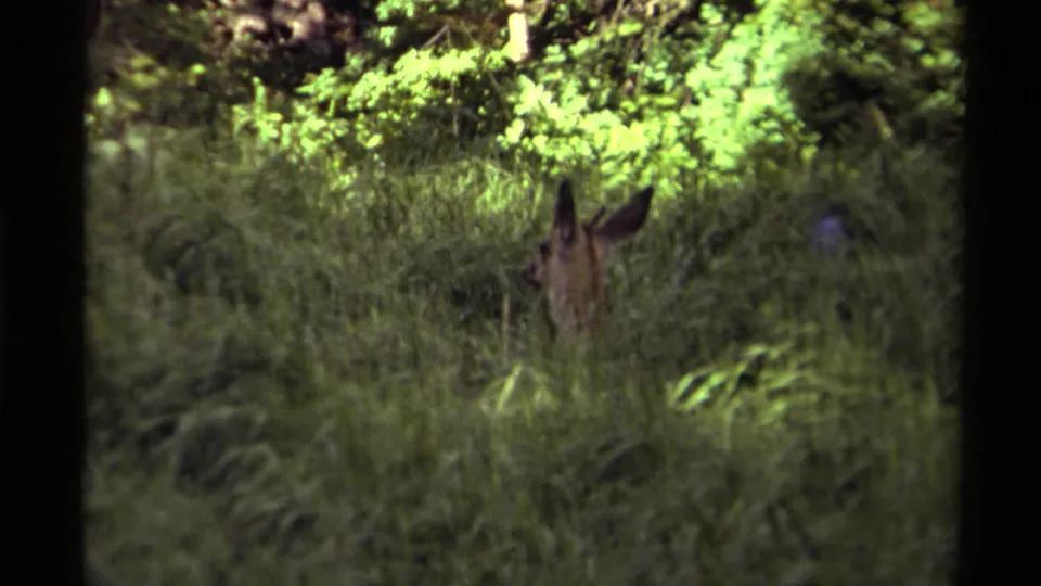 1979 Canadian 8mm frame of an alert deer partly obscured by grass and foliage in the woods.