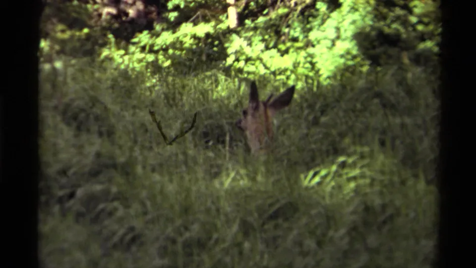 1979 Canadian 8mm frame showing a deer peering from dense woodland grass with sunlit leaves behind it.