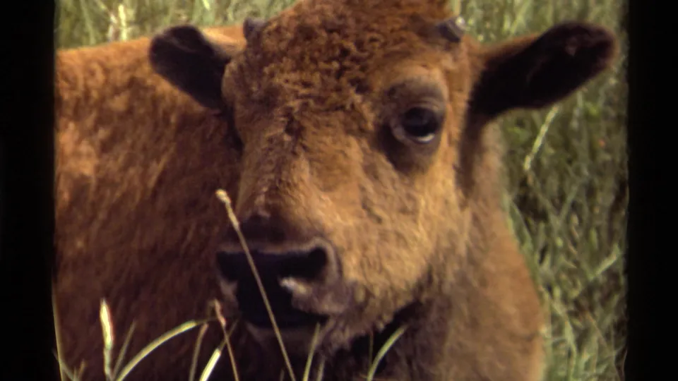 Close 1979 8mm home-movie view of a young bison calf in tall grass, with shaggy brown fur and one dark eye near the camera.