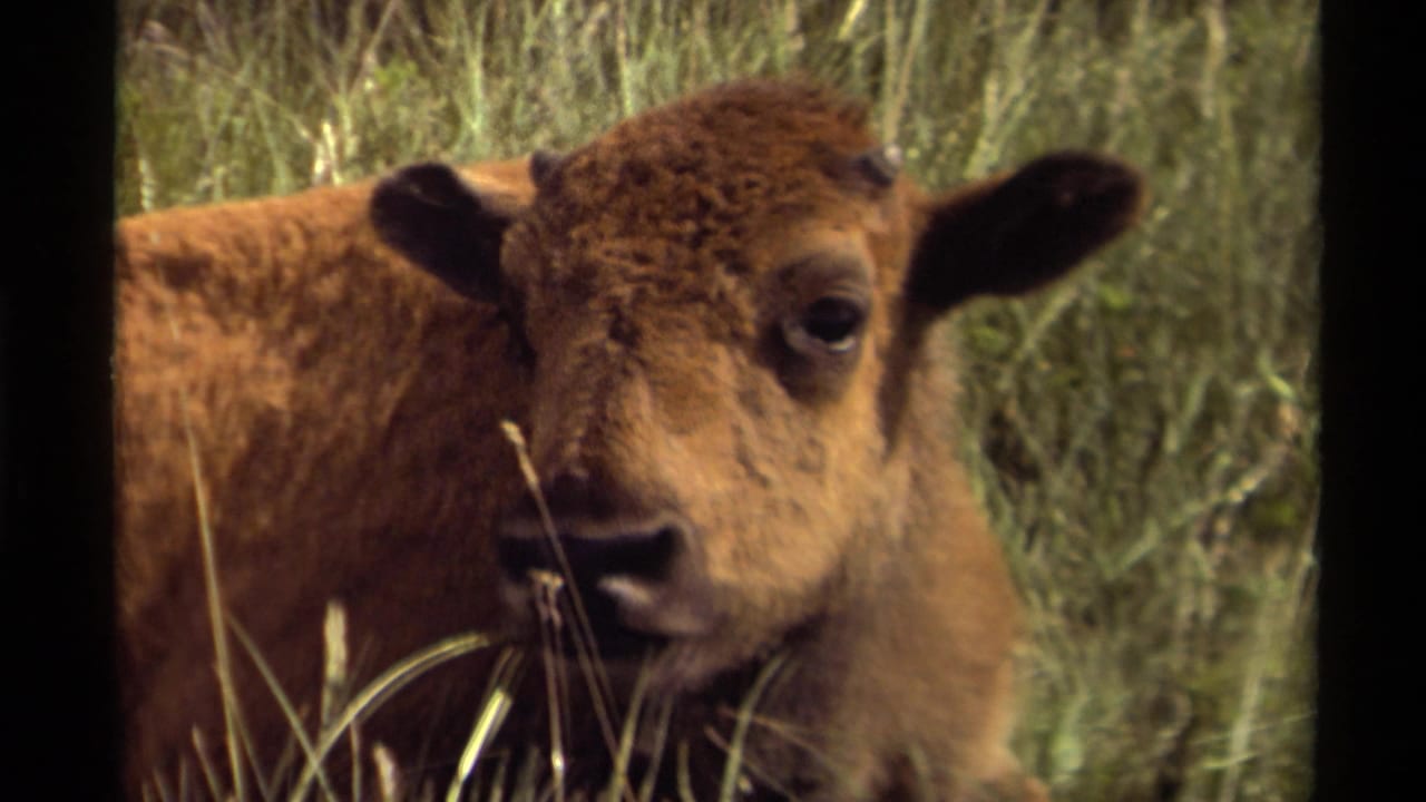 1979 Canadian 8mm frame showing a brown bison calf lying low in tall green grass and facing the camera.