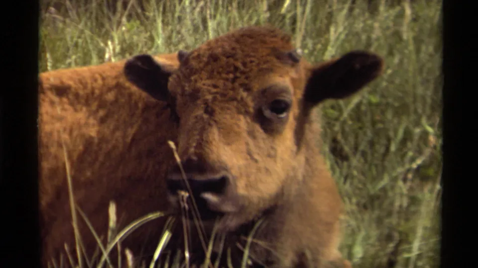 1979 Canadian 8mm frame showing a brown bison calf lying low in tall green grass and facing the camera.