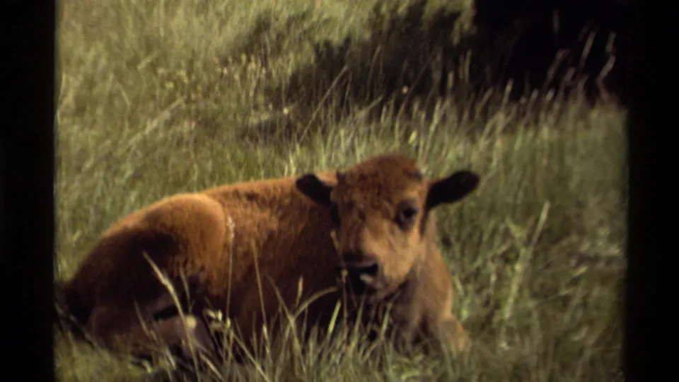 A young bison calf rests in a grassy Canadian pasture, seen from a slightly wider 8mm home-movie angle.