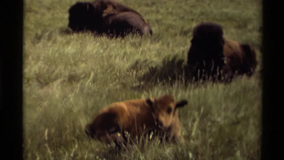 Wider 1979 Canadian pasture view with a bison calf in front and darker adult bison resting in the background.