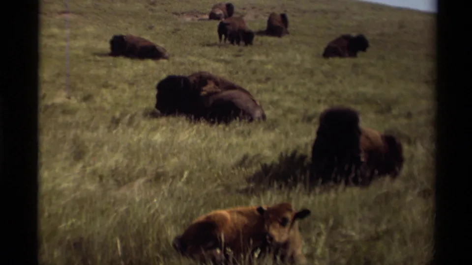 A wider 8mm view of several bison resting across a grassy Canadian pasture, with a calf near the lower foreground.