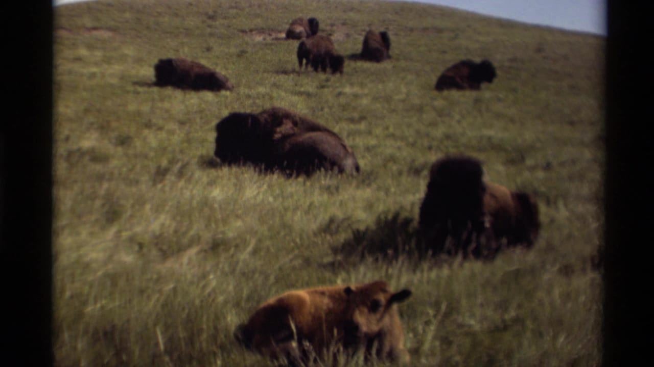 Bison herd resting in a grassy field with a smaller calf near the foreground.