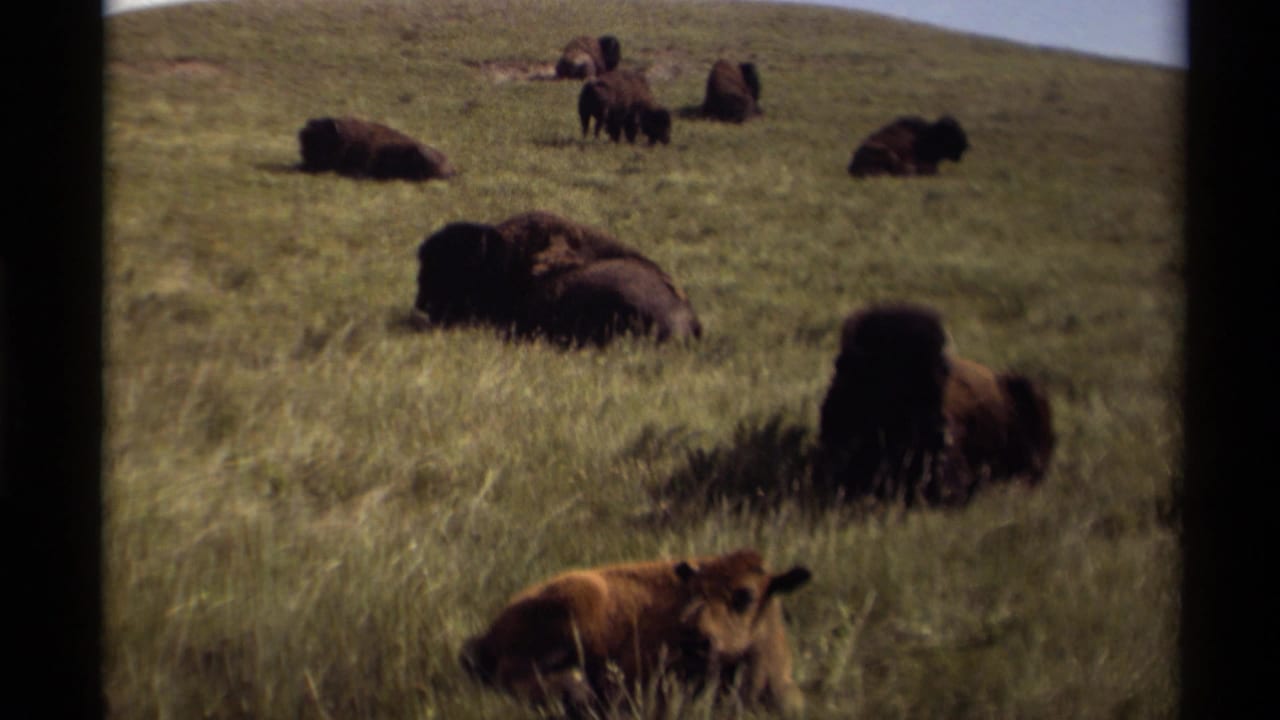 1979 Canadian home-movie frame of bison resting in an open grassy field, including a calf in front and multiple adults in the background.