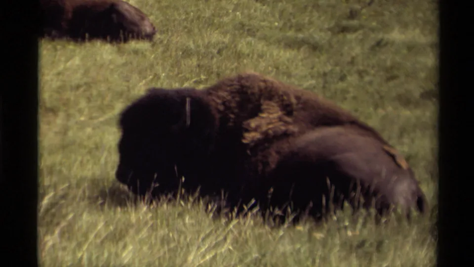 1979 Canadian 8mm close shot of a resting bison in tall grass, with soft focus, warm color, and another animal partly visible in the background.