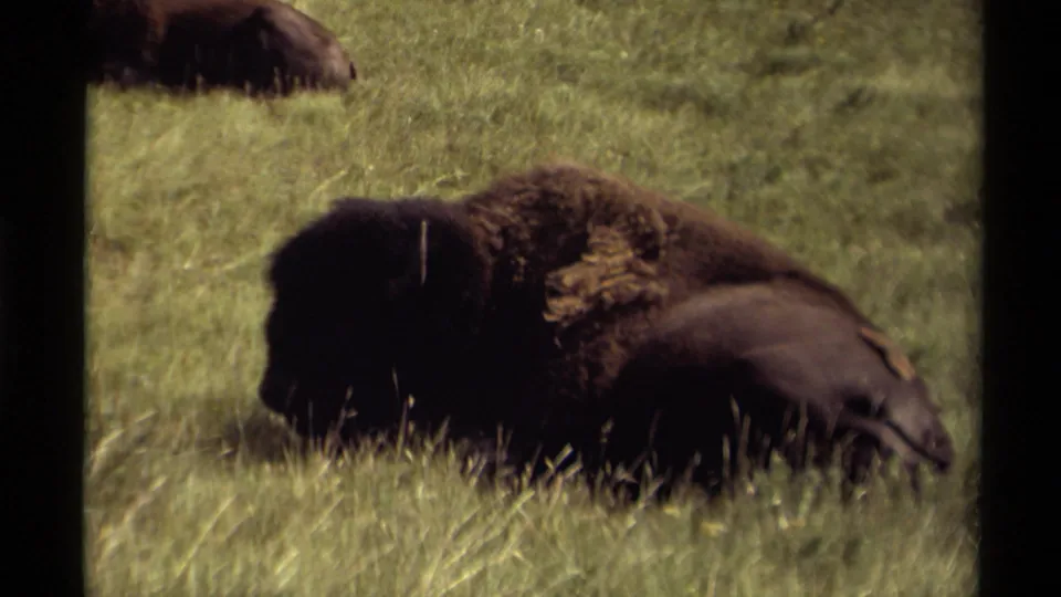 1979 Canadian 8mm frame showing a close resting bison in tall grass, with another bison partly visible at the top edge of the field.