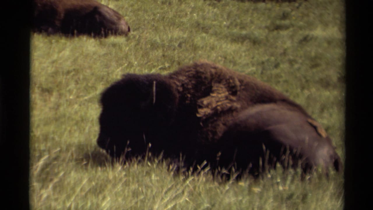 A large bison rests in tall grass with another bison partly visible in the distance.