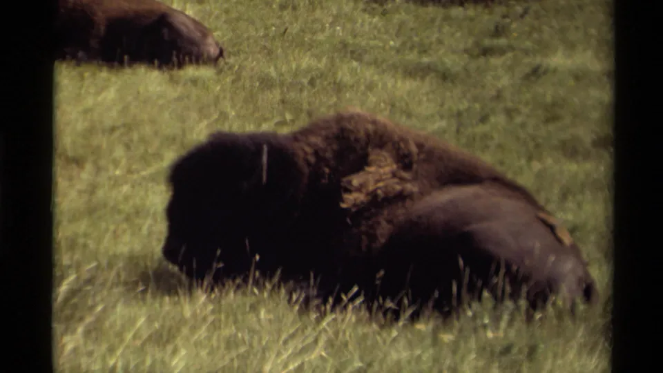 1979 Canadian 8mm frame of a bison resting in grass, seen through a dark vertical film-divider edge.