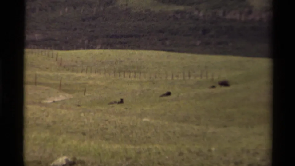 Wide 1979 Canadian 8mm view of bison scattered across rolling grassland, with a fence line in the distance.