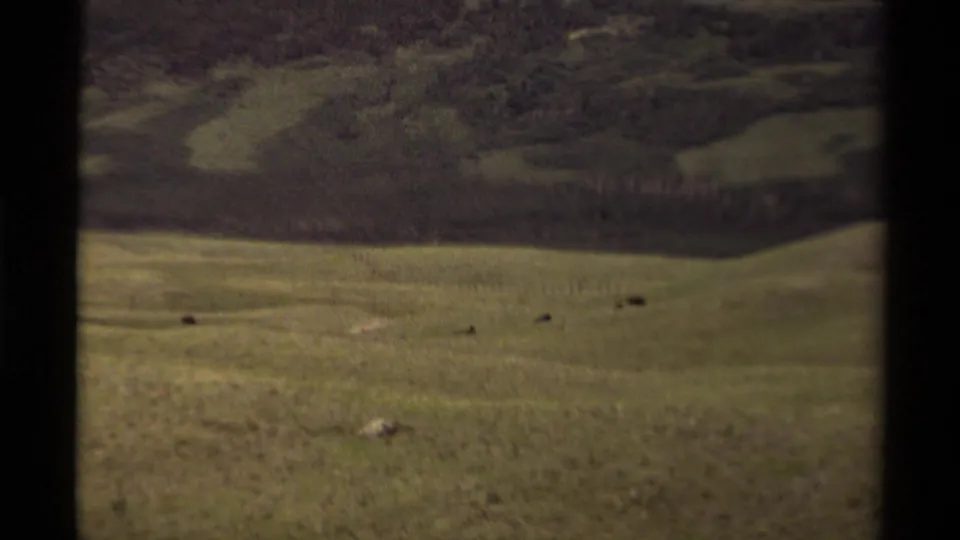 Wide 1979 Canadian 8mm frame showing distant resting bison across a muted green field and hillside.