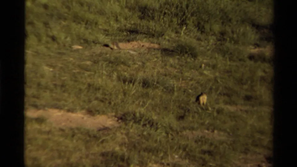 Small squirrel foraging on a grassy Canadian slope in 1979 home-movie footage, near shrubs and exposed soil.