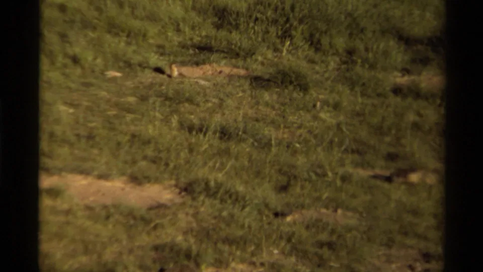 1979 8mm view of a small squirrel near brush and a possible burrow on a grassy slope in Canada.