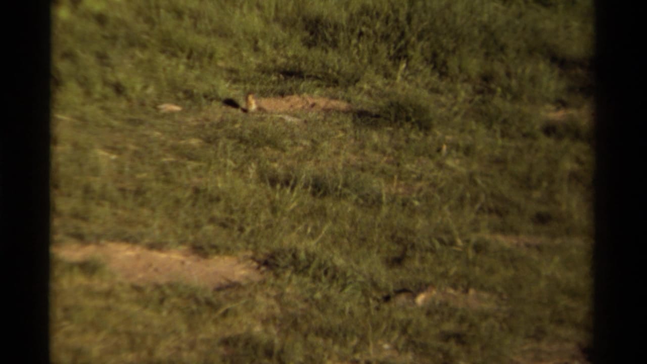 1979 Canada 8mm frame showing a small burrowing animal partly visible in grass near a dirt opening.