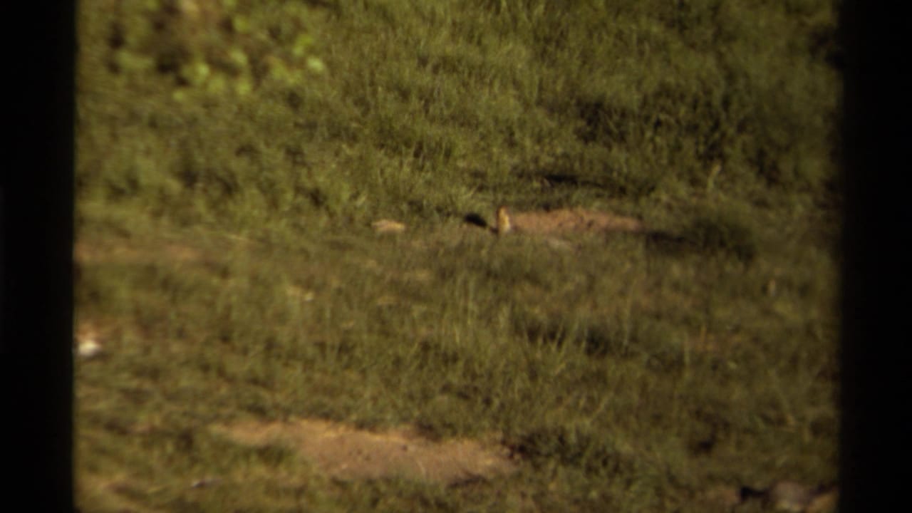 Small animal stands in grass near a low dirt patch and burrow area.