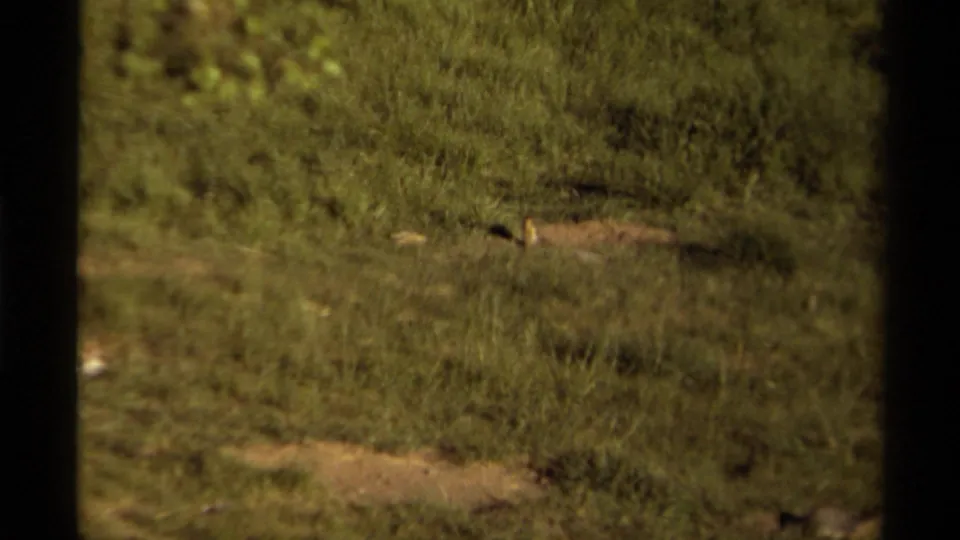A small burrowing animal is visible in a Canadian grass field, framed by the dark edges of 8mm film.