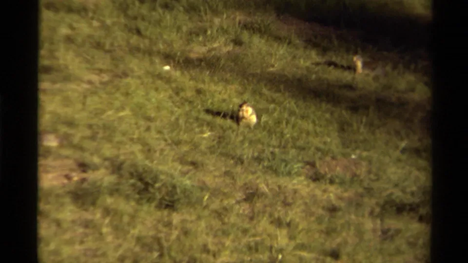 Soft 8mm frame of a small animal moving through grass near a burrow area in Canada, 1979.