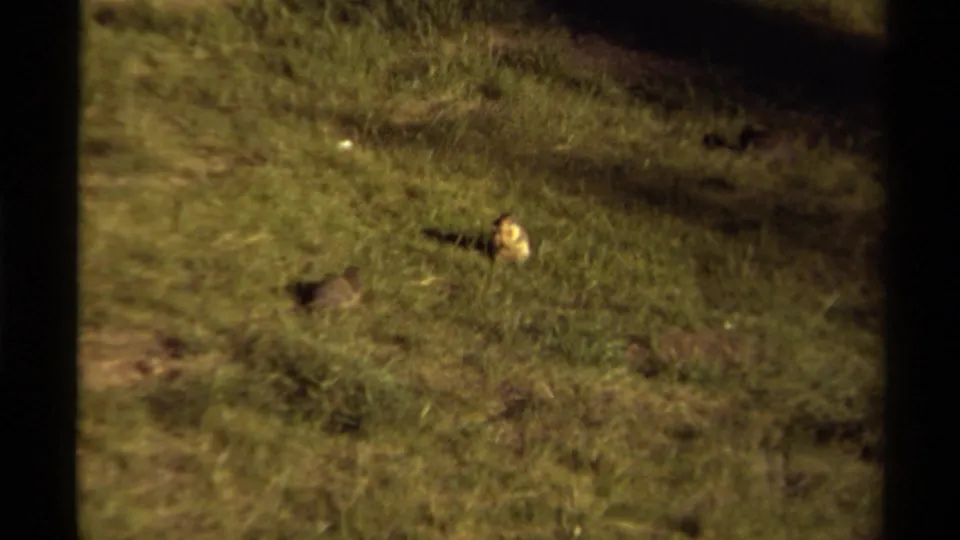 The final 1979 Canada frame shows a small animal crossing grass near dirt patches under natural daylight.